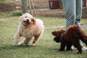 Canis Natulity Hundeschule Seeland Schönbühl Aarberg Freilauftraining Sina Marti André Känel DSC04546