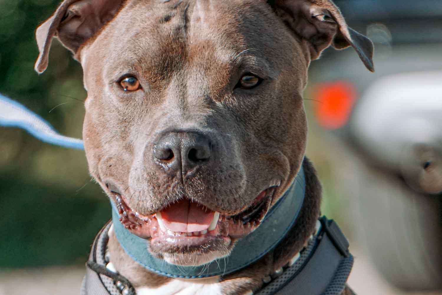 Canis Natulity Hundeschule Seeland Schönbühl Aarberg Sina Marti André Känel DSC04714