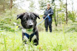 canis natulity hundeschule Seeland Bern Schönbühl U6A9980